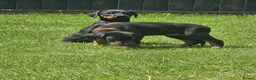 Dobermann dogs for sale: ☆☆Ready to leave Today  Black Doberman Puppies☆☆ - Advert 1