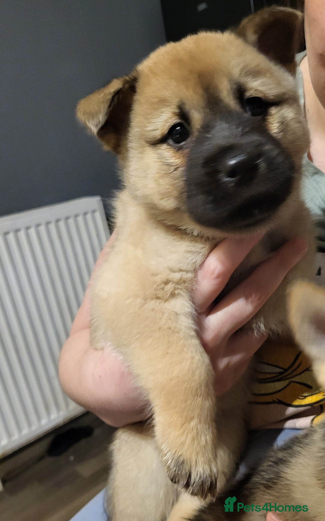 Mixed Breed dogs for sale: Akitachow cross husky  - Advert 3