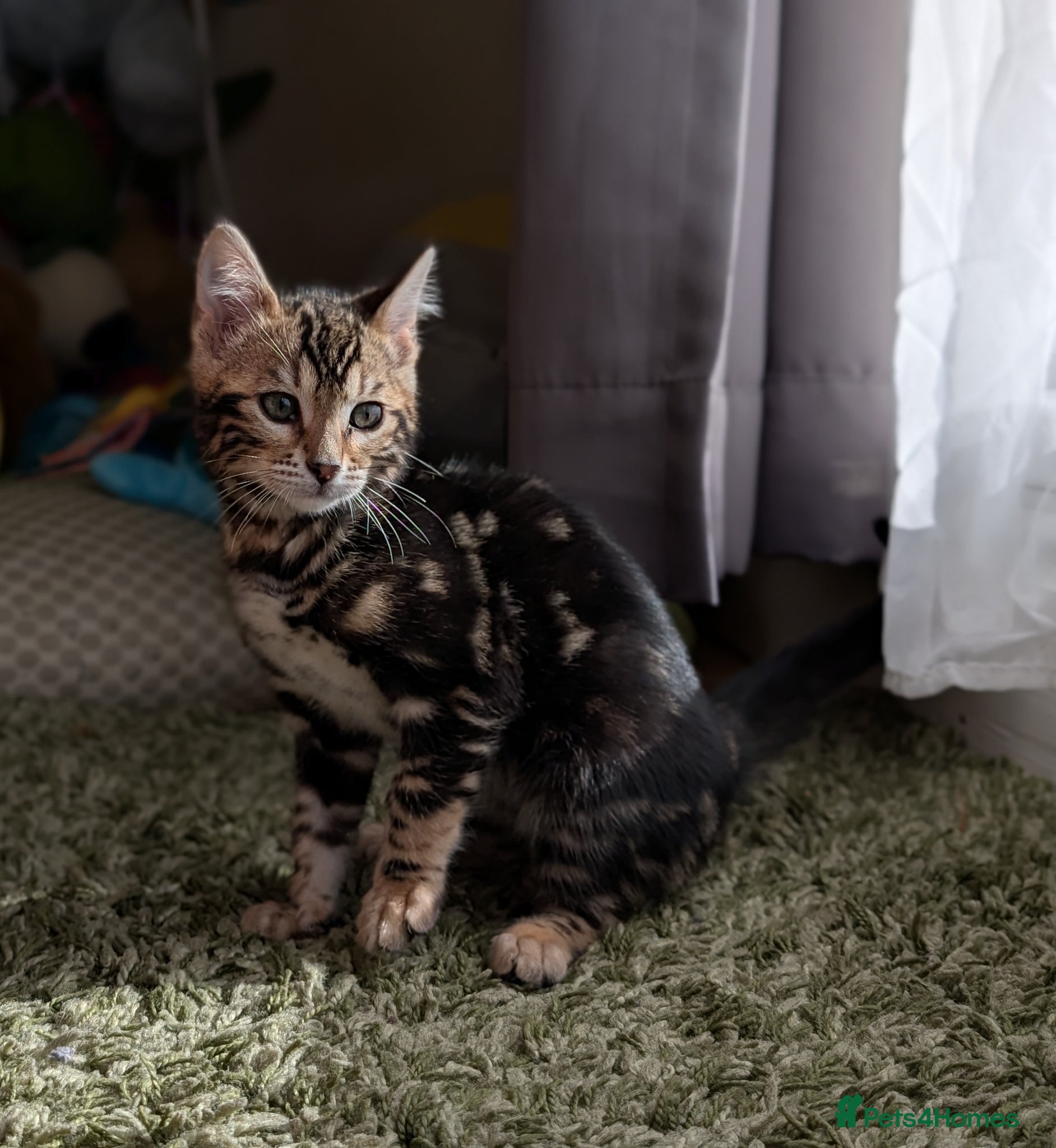 Bengal cats Health Tested TICA Bengal | Glitter | Ready Now - Advert 2