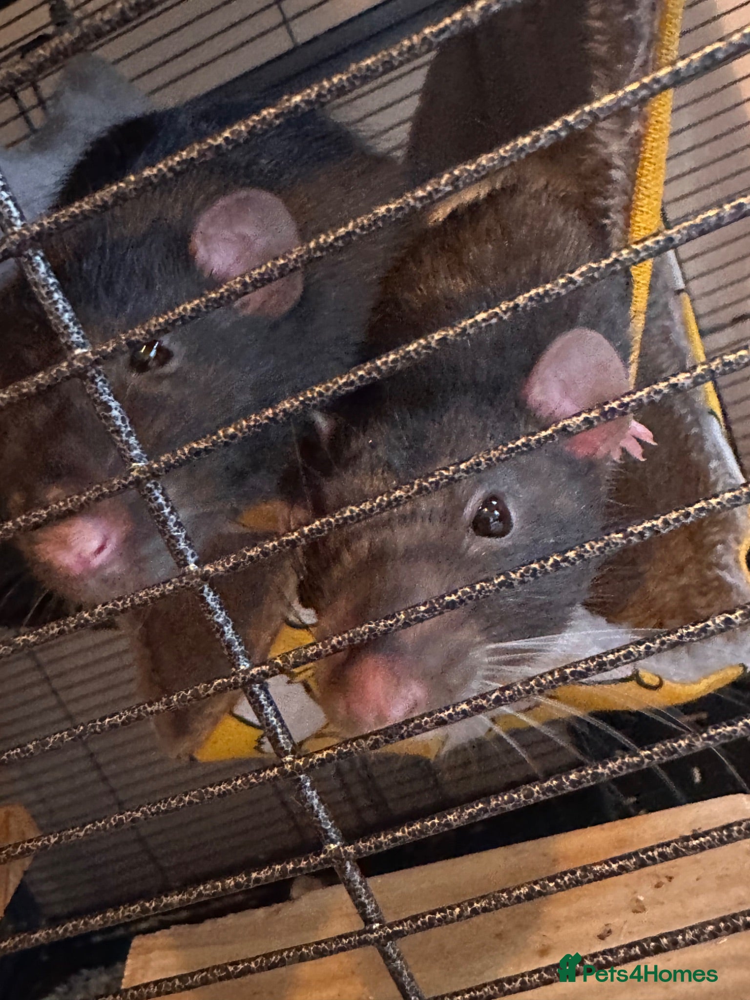 Rat rodents 2 Fancy boy brother rats for sale  - Advert 1