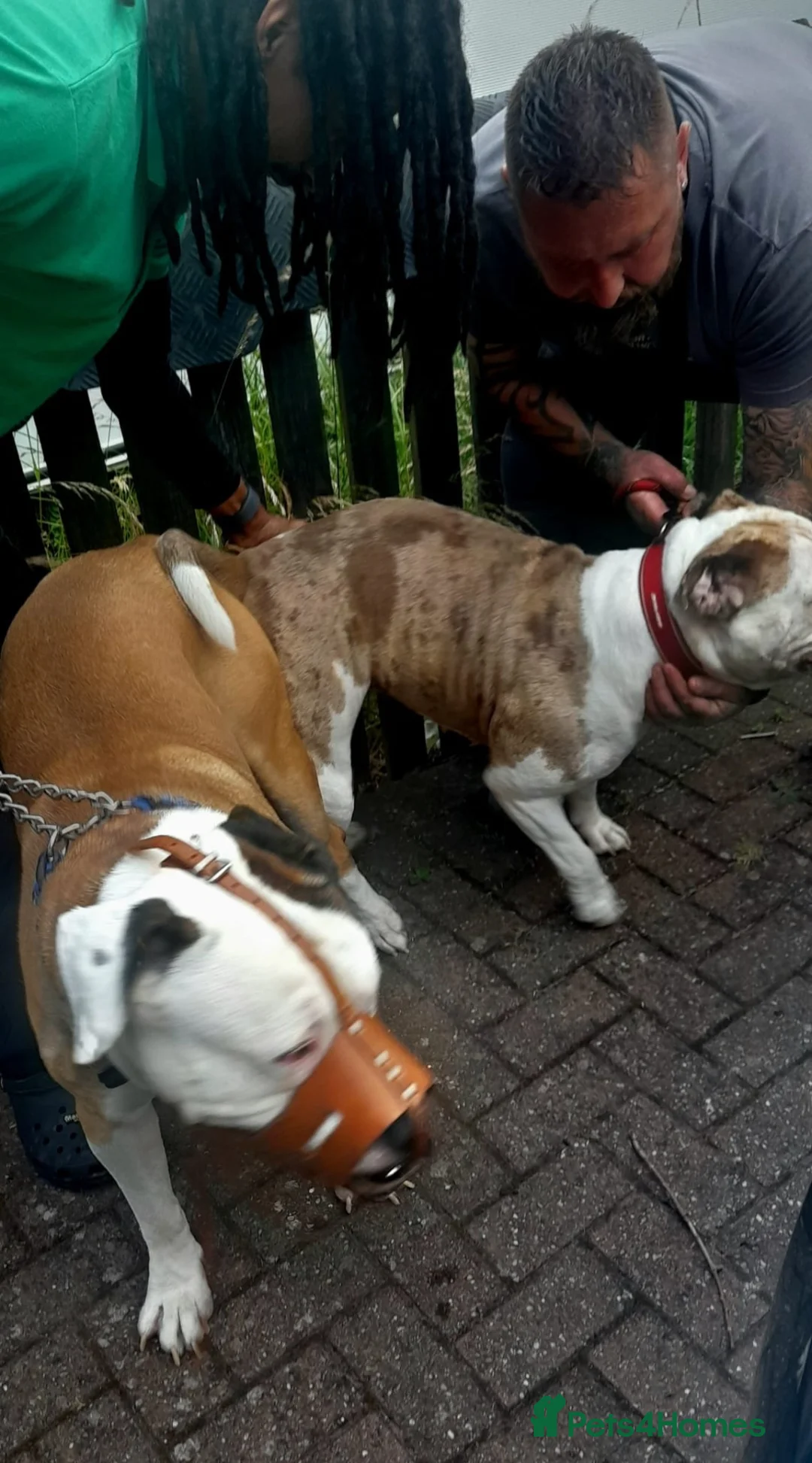 American Bully dogs for sale: American bully puppies  in Worcester - Advert 2