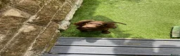 Cocker Spaniel dogs for sale: Chocolate cocker spaniel boy 13 weeks  - Advert 3