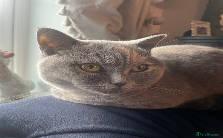 British Shorthair cats - Advert 1