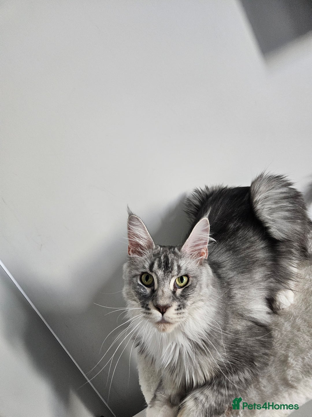 Maine Coon cats for sale: Maine coon female  - Image 4