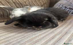 Mini Lop rabbits for sale: Mini Lop Babies  - Image 7