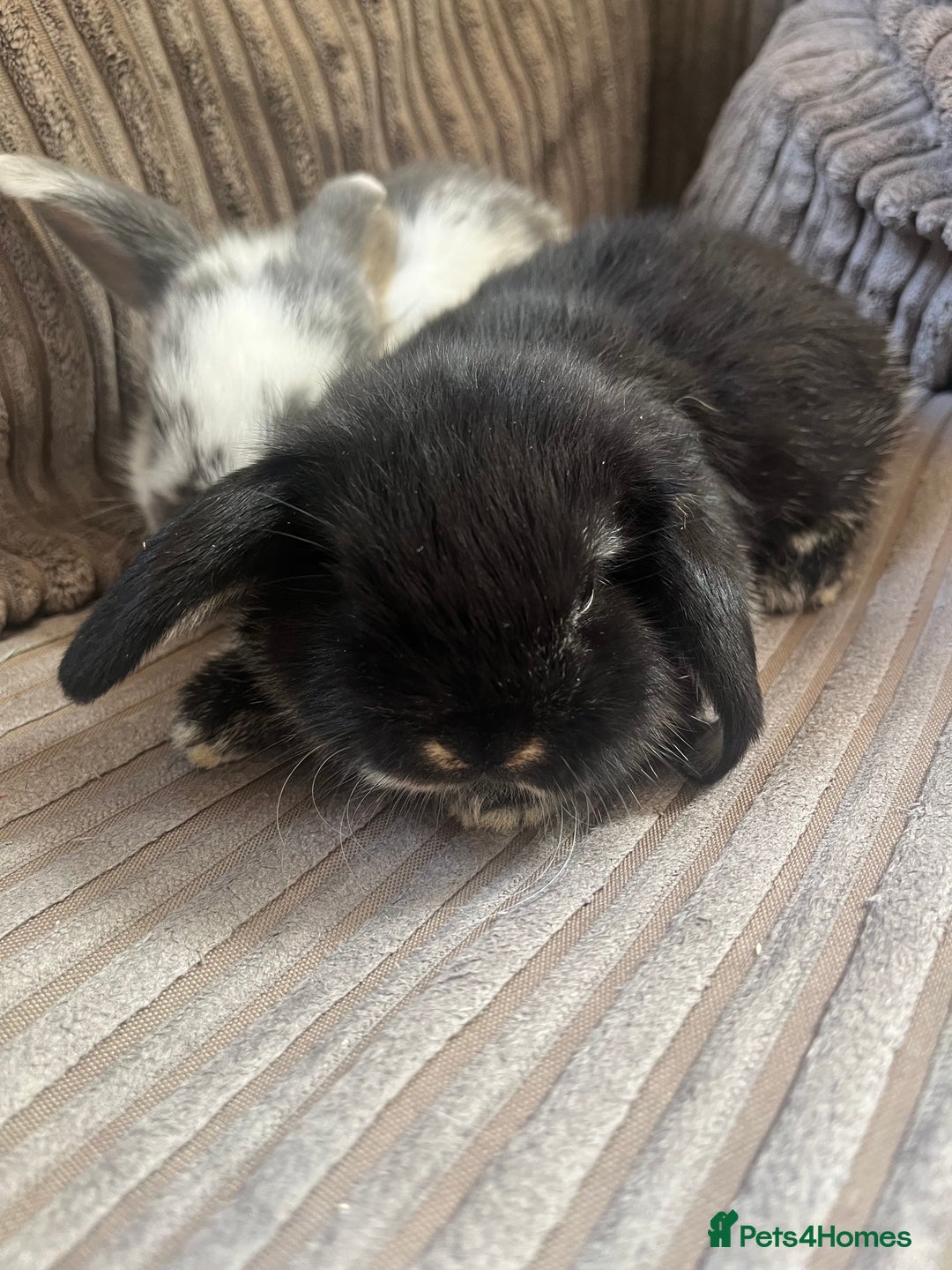 Mini Lop rabbits for sale: Mini Lop Babies  - Image 7