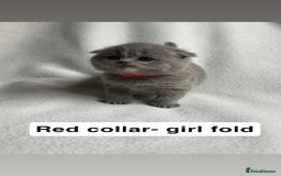 Scottish Fold cats for sale: Scottish folds for sale  - Image 4