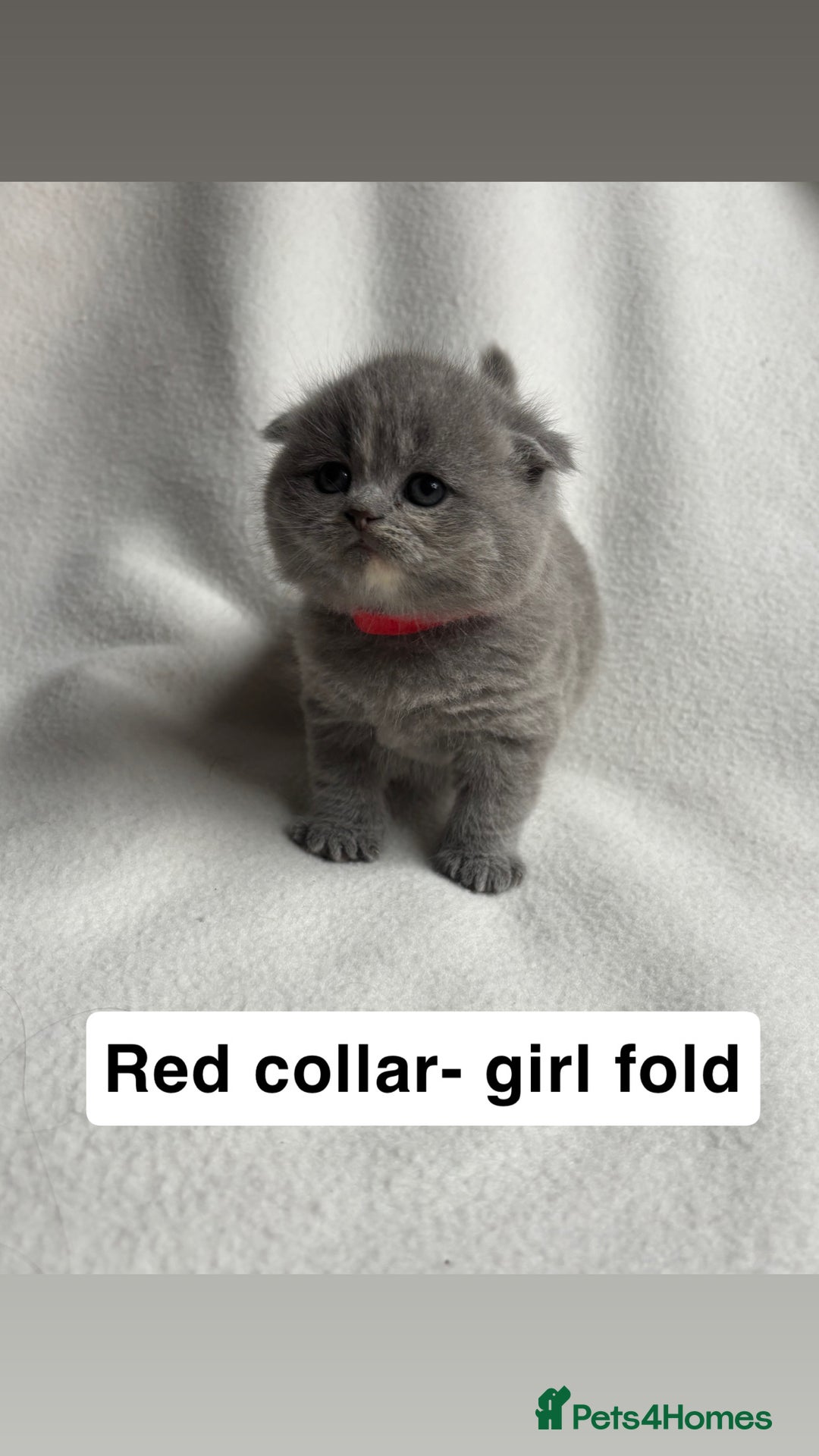 Scottish Fold cats for sale: Scottish folds for sale  - Image 4