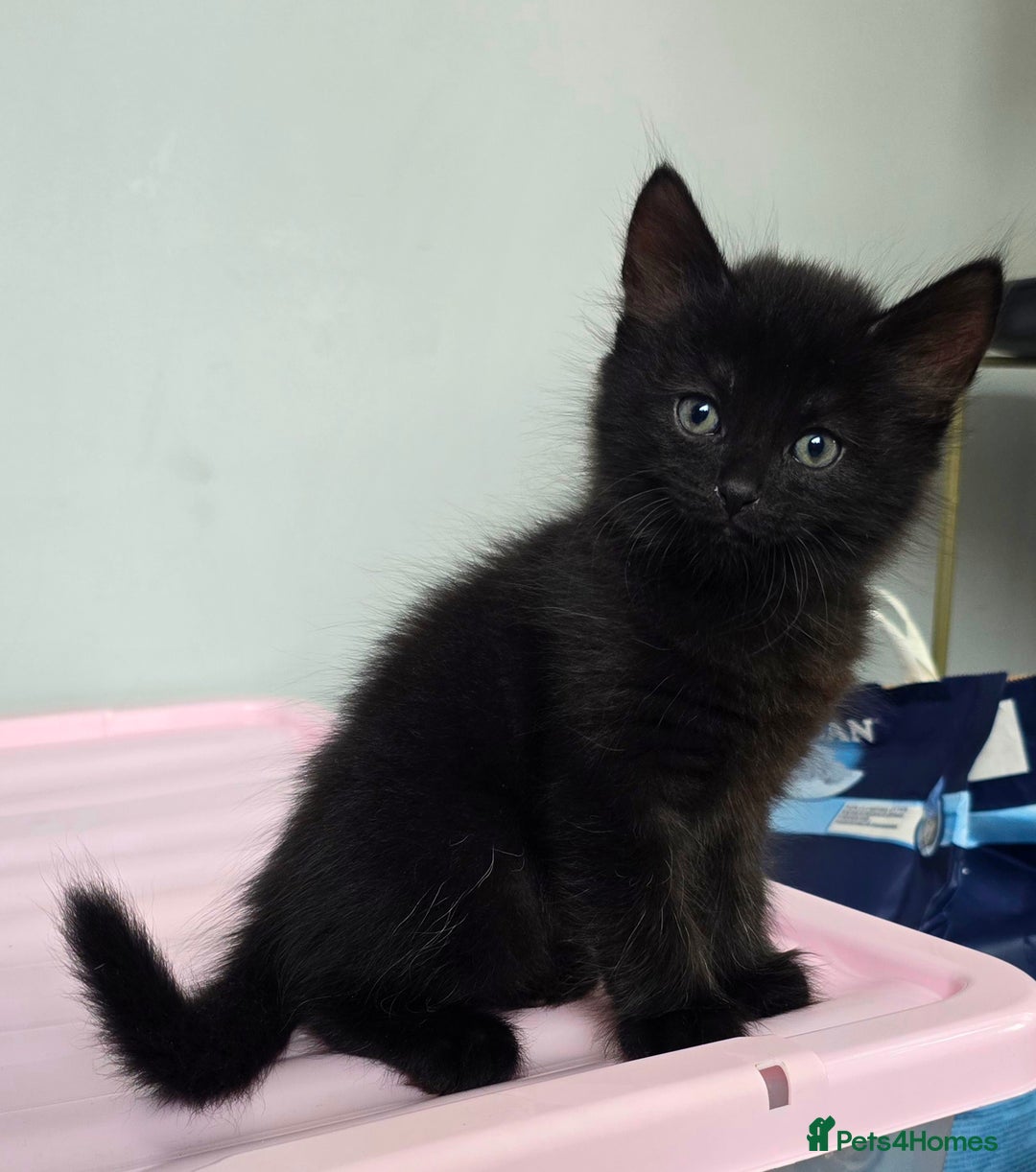 Mixed Breed cats for sale: 2 Adorable boys - Ragdol Mix kittens - Image 19