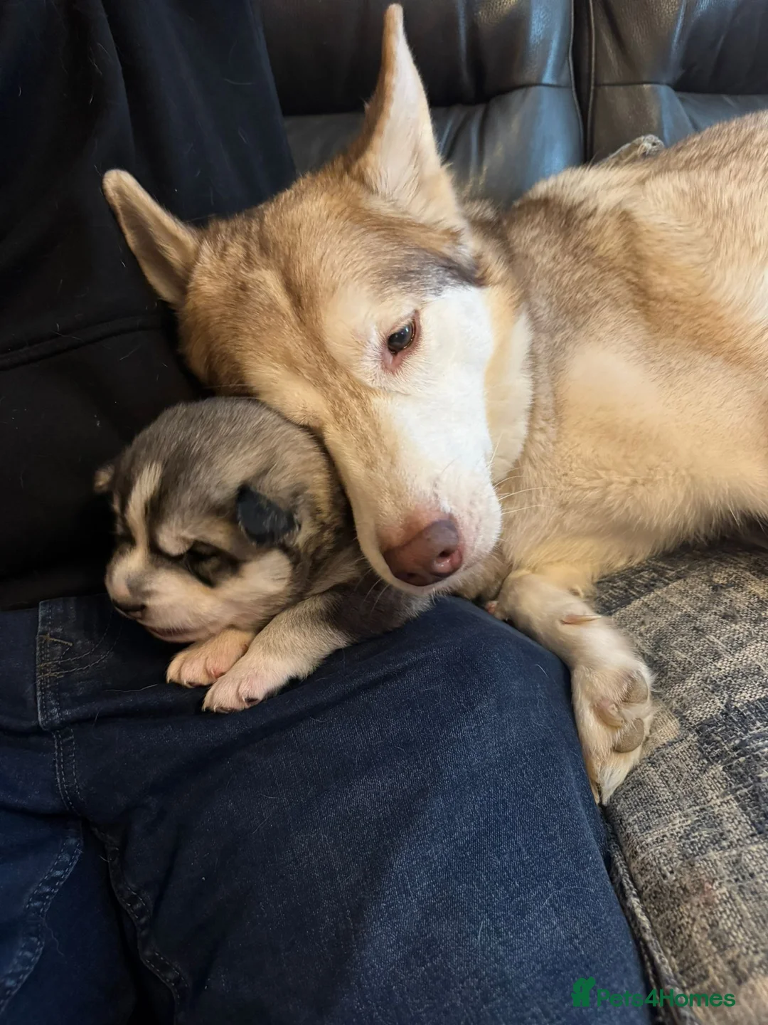 Siberian Husky dogs for sale: 2 male Siberian Husky pups for sale - Advert 5