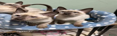 Siamese 4