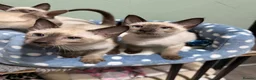 Siamese cats for sale: The Traditional Siamese Team🥰😻 - Advert 11