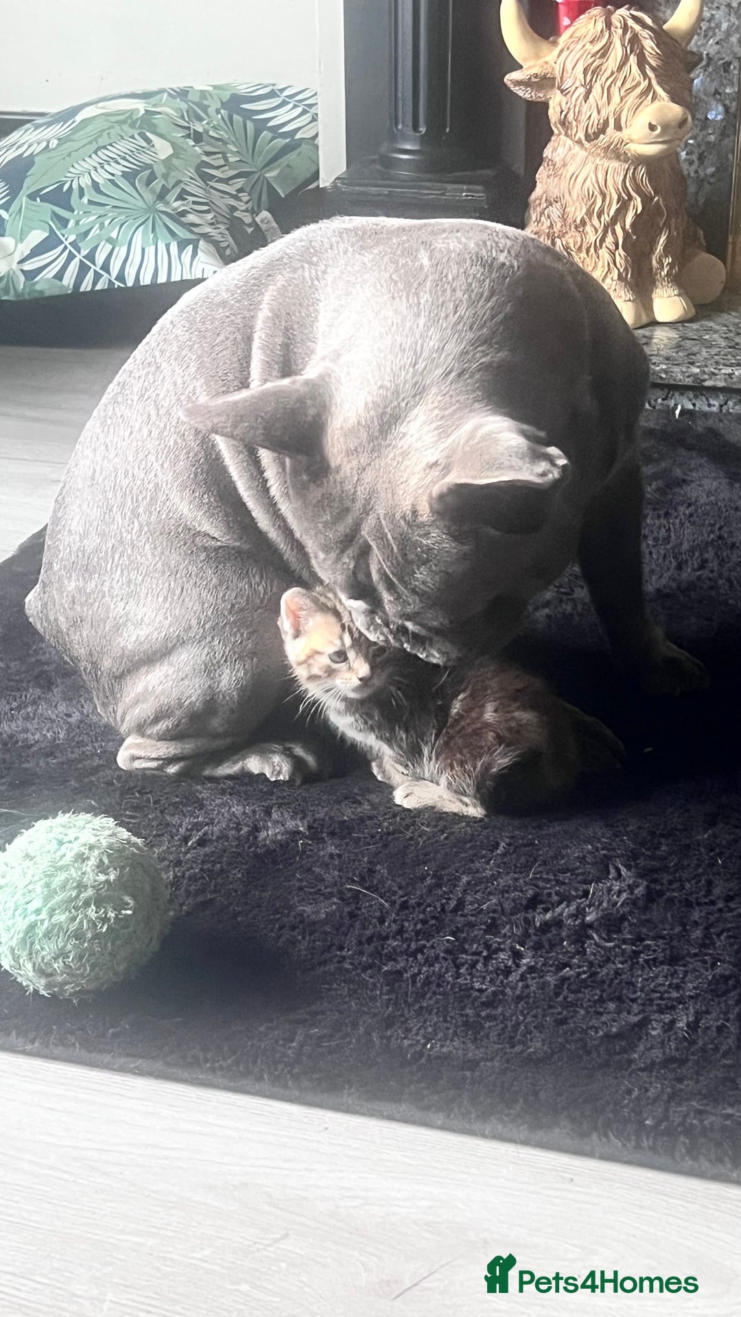Mixed Breed cats for sale: 3 beautiful baby’s looking for their loving home  - Image 3