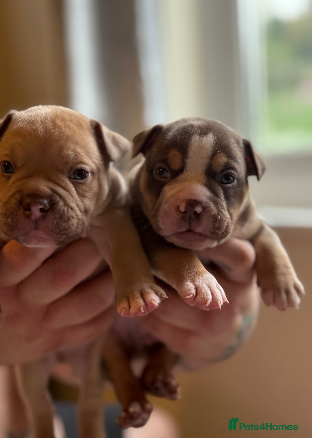 Mixed Breed dogs for sale: Stunning English bulldog mix pocket bully  - Image 13