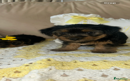 Yorkshire Terrier dogs for sale: Beautiful Yorkshire terrier puppy’s  - Image 13