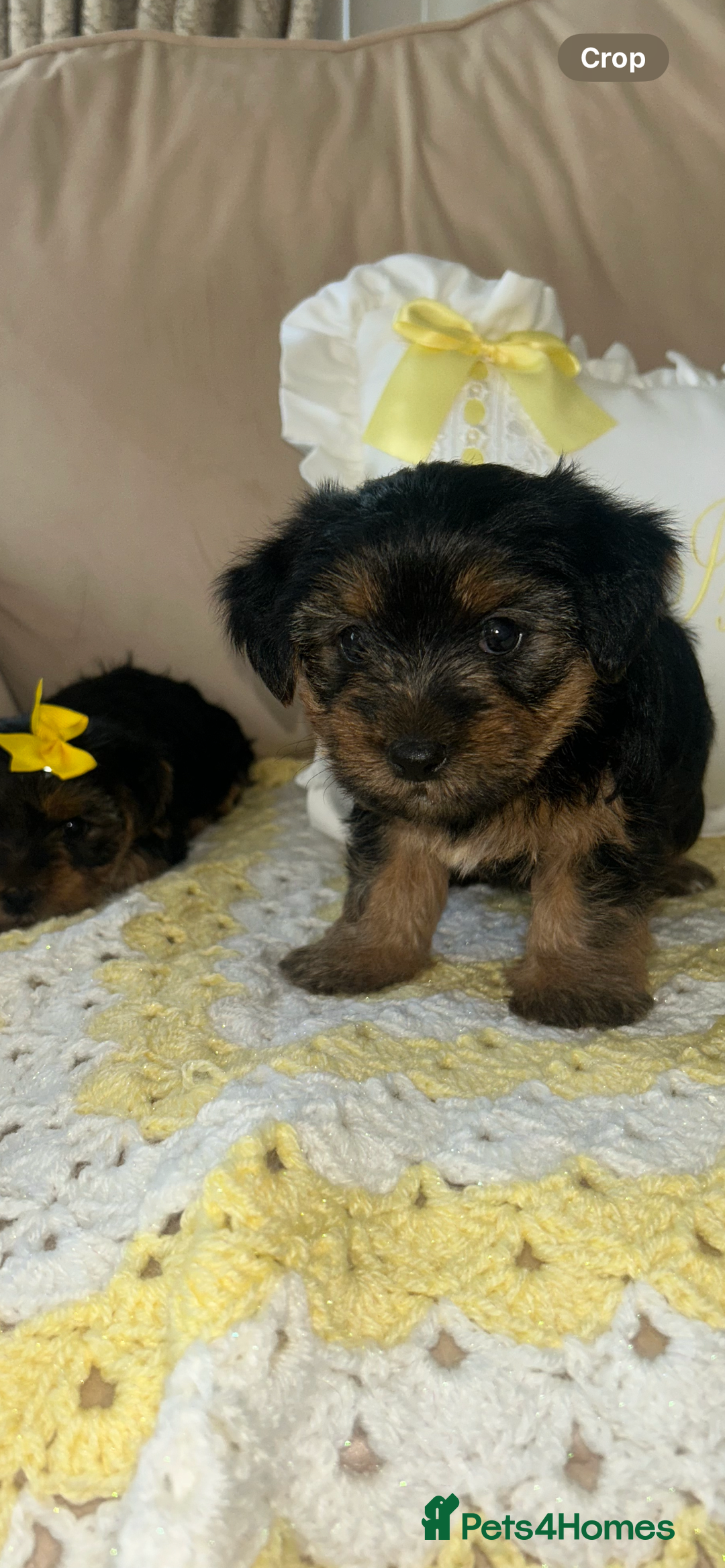Yorkshire Terrier dogs for sale: Beautiful Yorkshire terrier puppy’s  - Image 13