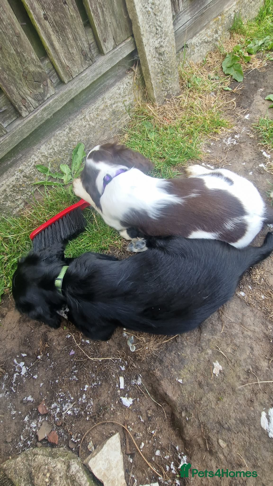Sprocker dogs Sprockers - Advert 2