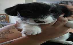Jackapoo dogs for sale: BEAUTIFUL LAST JACKAPOO FEMALE in Epping - Image 2