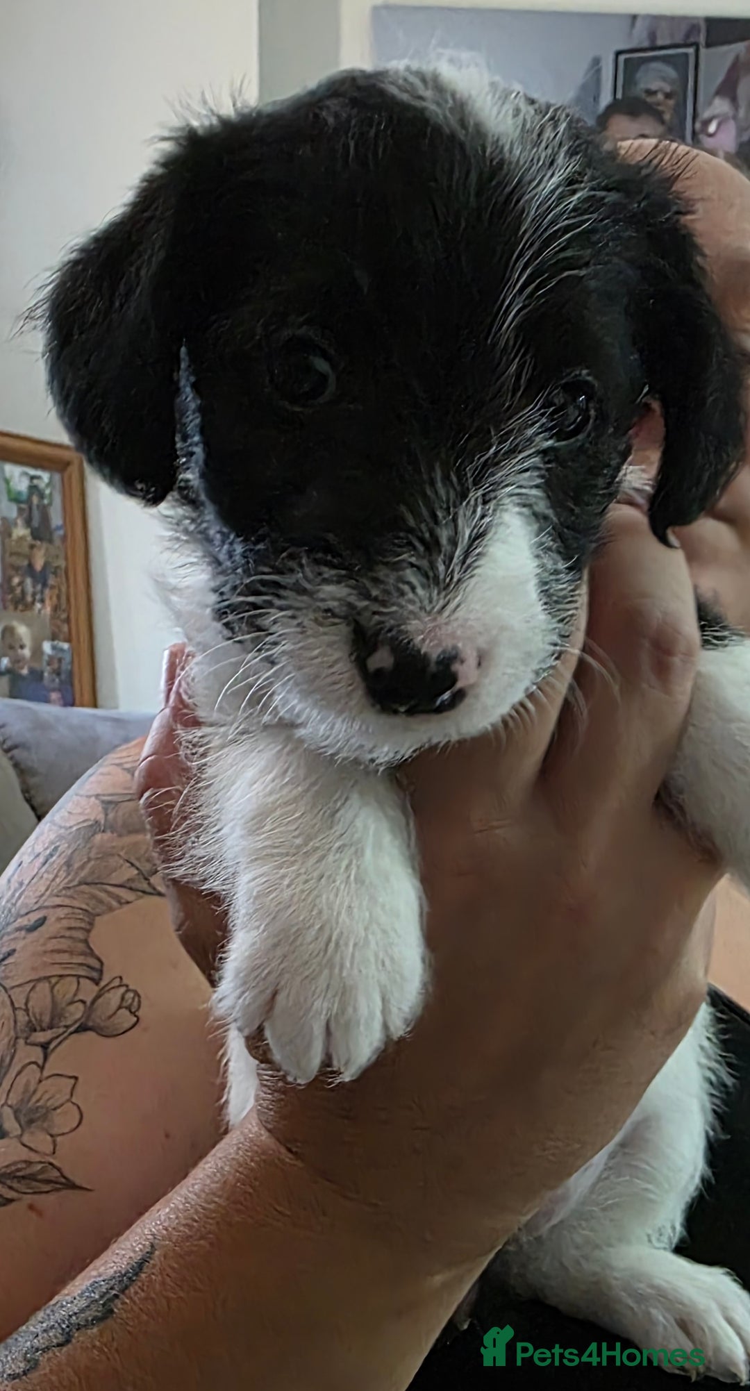 Jackapoo dogs for sale: BEAUTIFUL LAST JACKAPOO FEMALE in Epping - Image 2