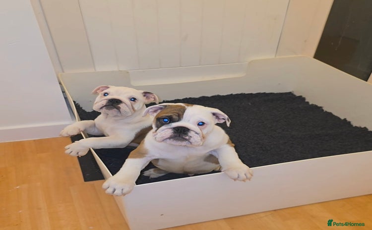 English Bulldog dogs - Advert 1