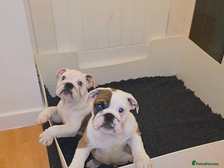 English Bulldog dogs - Advert 36