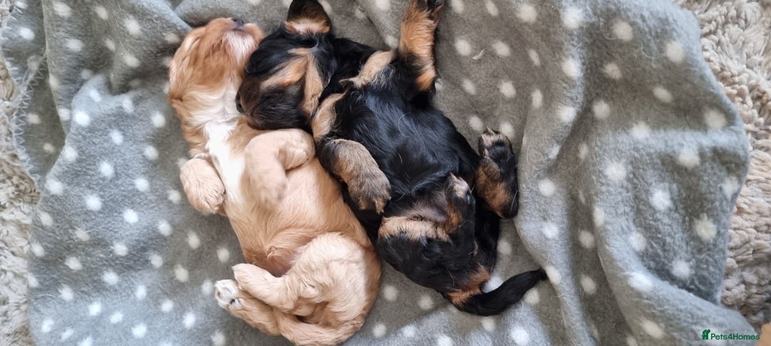 Cavapoo dogs for sale: Stunning f1 toy cavapoo girls - Image 2