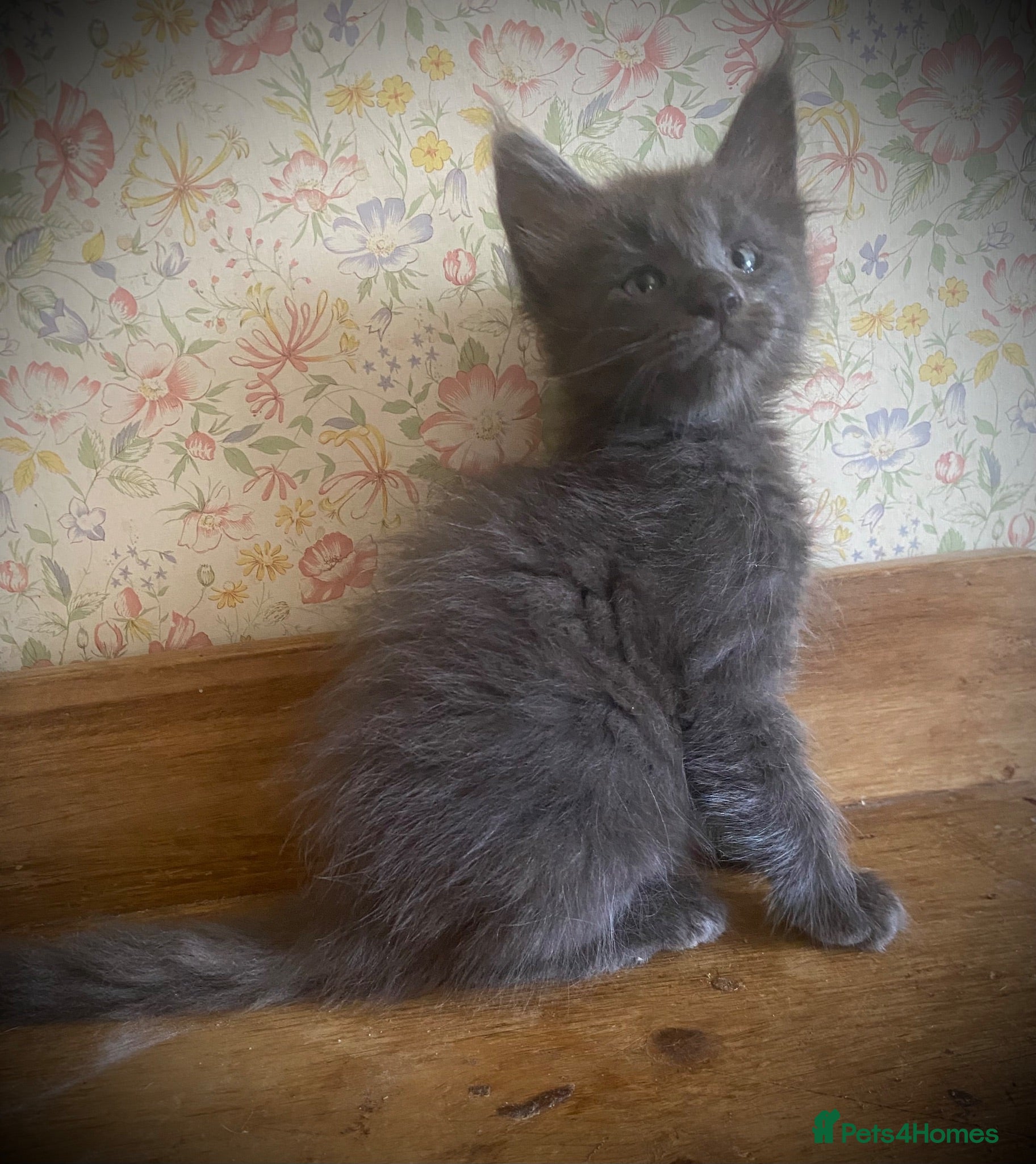 Maine Coon cats Full Maine Coon Russian Maine coon Kittens Males  - Advert 1