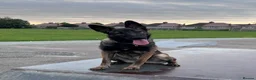 German Shepherd dogs for sale: 7 beautiful German Shepard puppies for sale  in Tilbury - Advert 11