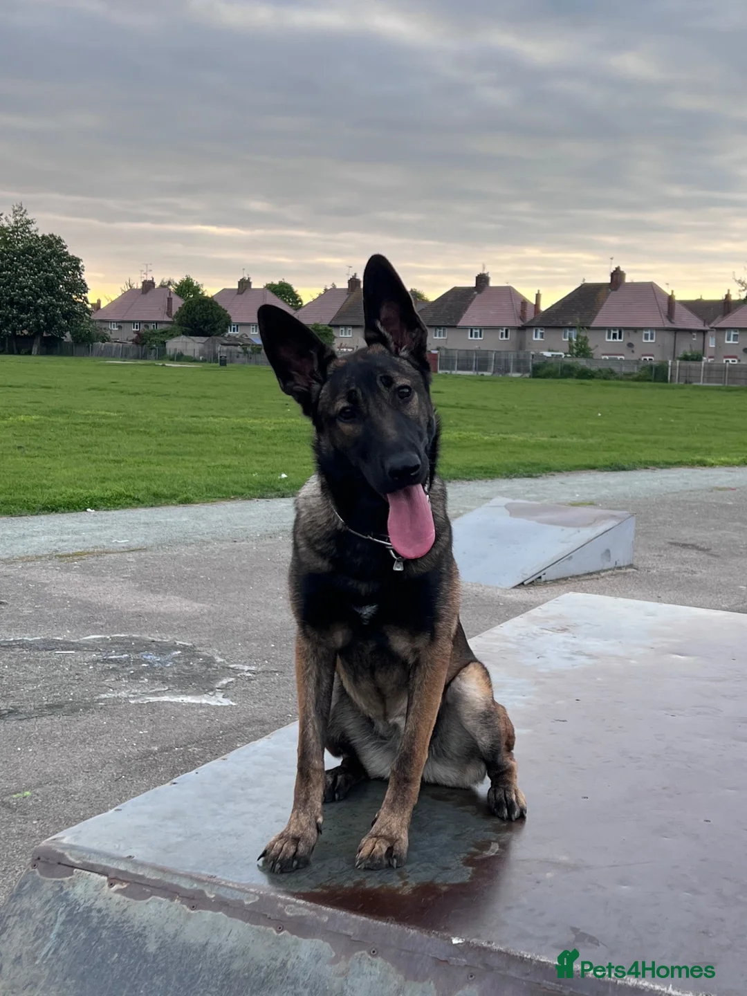 German Shepherd dogs for sale: 7 beautiful German Shepard puppies for sale  in Tilbury - Advert 11