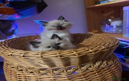 Ragdoll cats for sale: Pure Fluffy Ragdoll kittens - Image 11