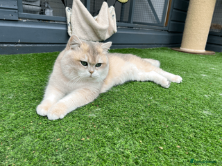 British Longhair cats sfasdfawefqwqerw - Advert 4