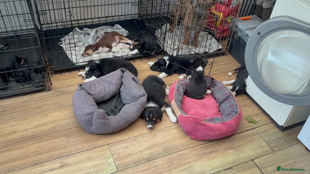 Border Collie dogs for sale: Border collie puppies ** Ready to Leave ** - Image 21