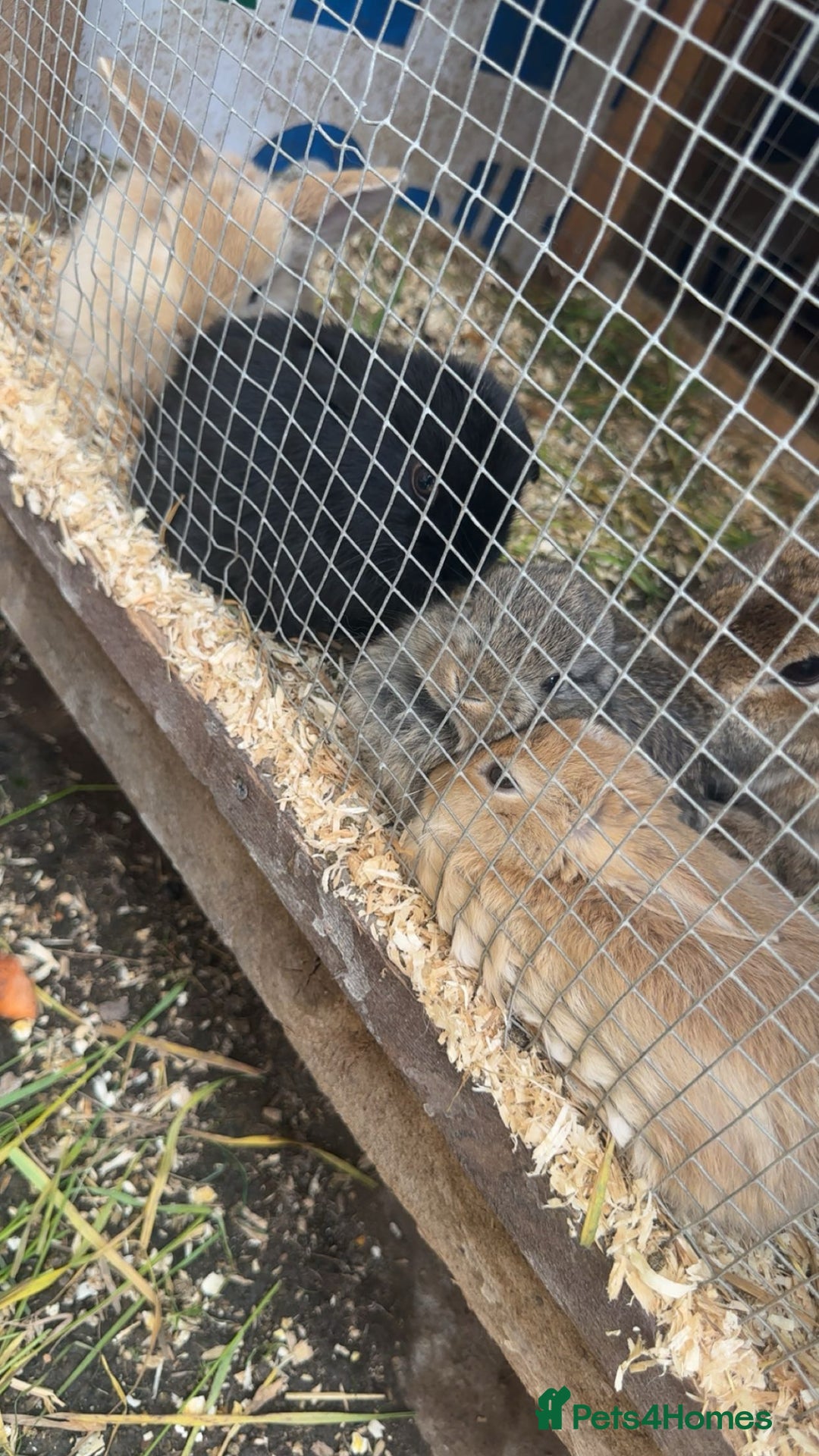 Mini Lop rabbits for sale: Baby rabbits for sale - Image 4