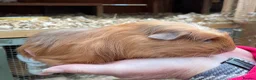 Guinea Pig rodents for sale: Baby Girl/Sows Guinea Pigs - Advert 14
