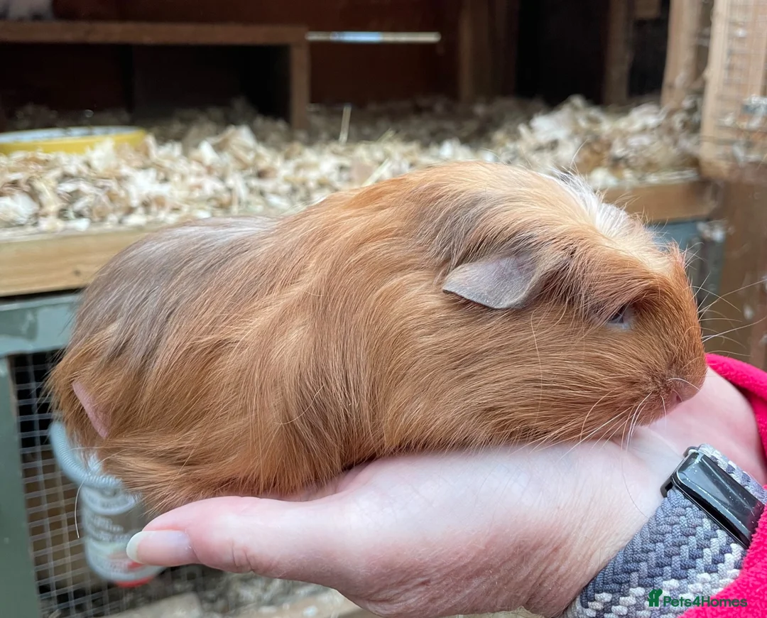 Guinea Pig rodents for sale: Baby Girl/Sows Guinea Pigs - Advert 14