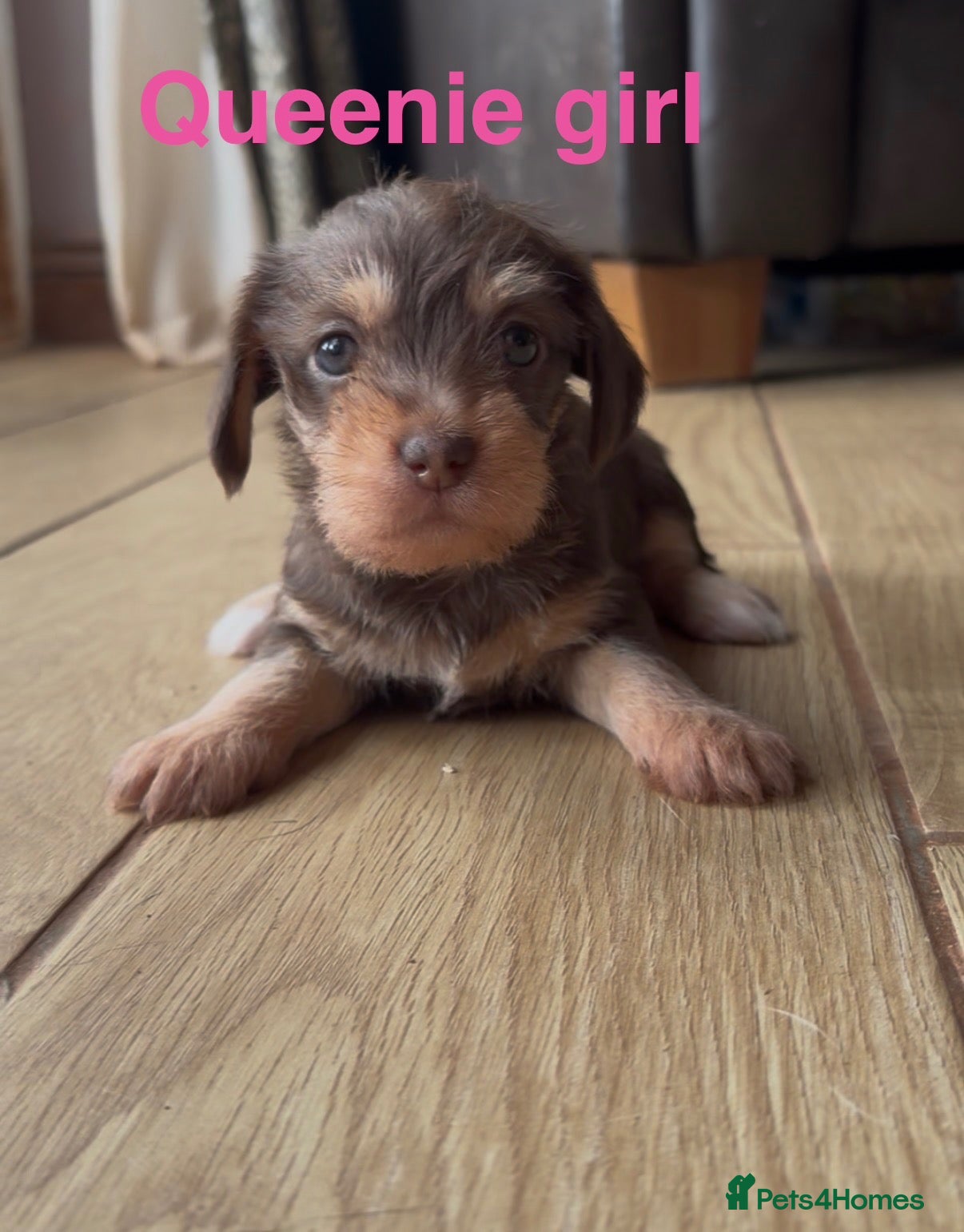 Mixed Breed dogs Chichi x mini wirehaired dachshund dna health test - Advert 1