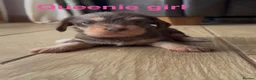 Mixed Breed dogs for sale: Chichi x mini wirehaired dachshund dna health test - Advert 12