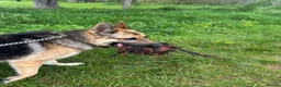 German Shepherd dogs for sale: Working line Shepherd pups - Advert 32