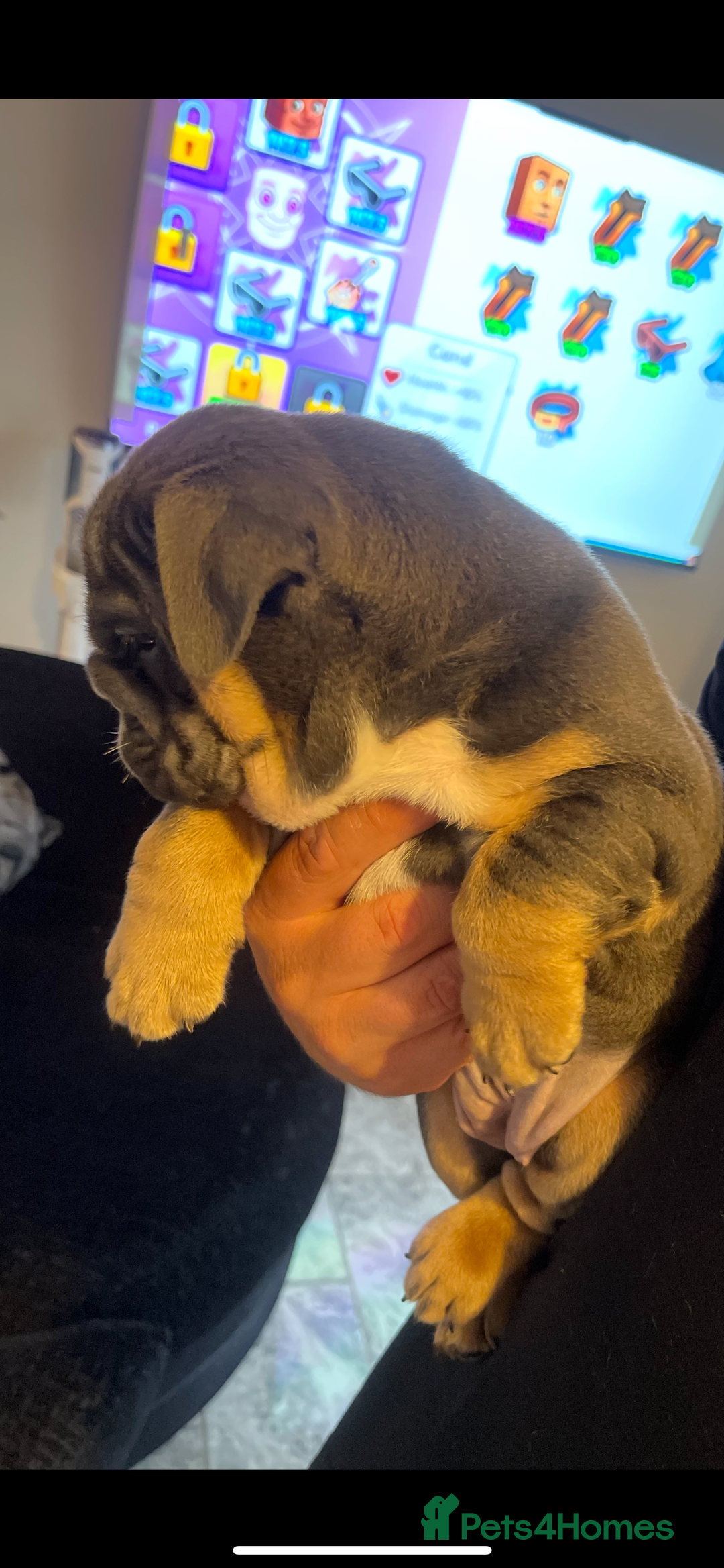 English Bulldog dogs for sale: 10 Top quality English bulldog puppies for sale  - Image 20