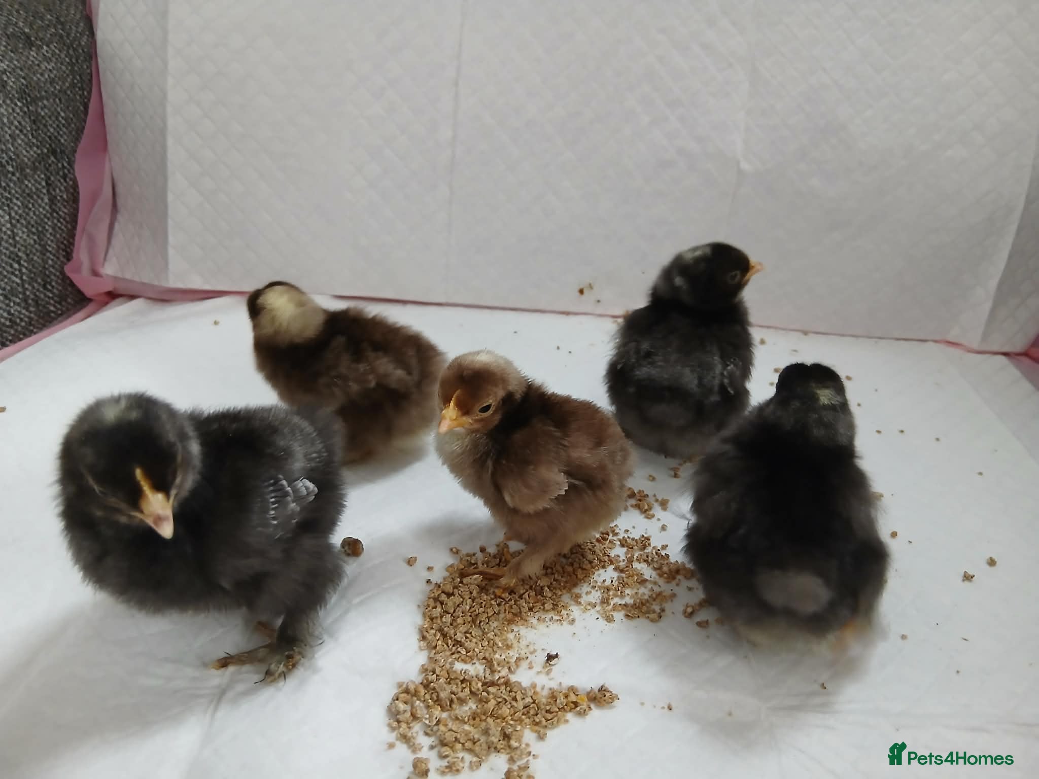 Chickens poultry Beautiful pekin chicks  - Advert 1