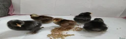 Chickens poultry for sale: Beautiful pekin chicks  - Advert 1