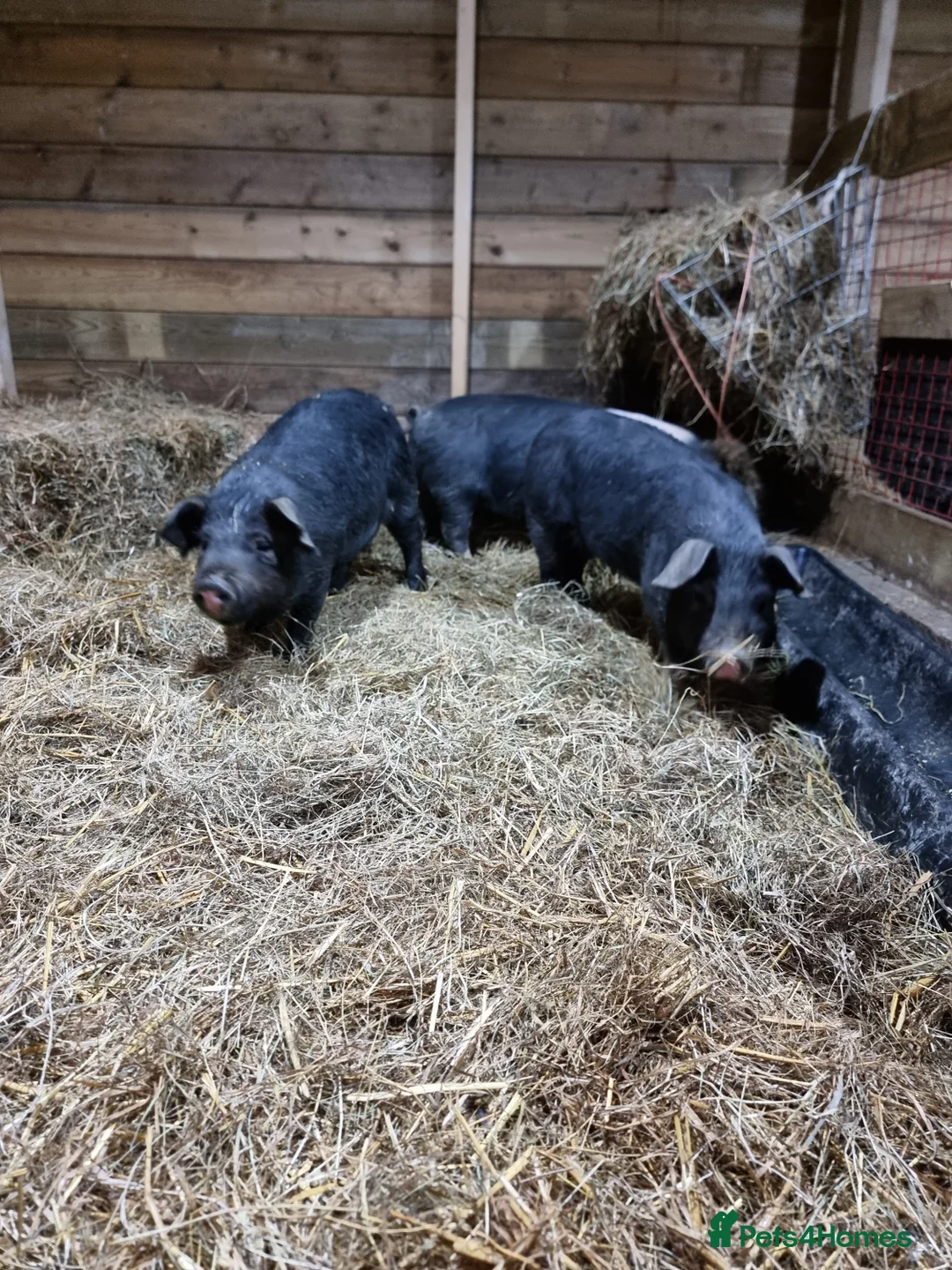 Pig livestock for sale: Berkshire x saddle back gilts - Advert 1