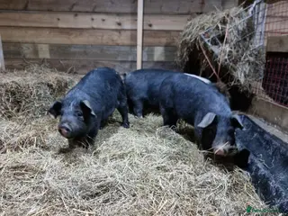 Pig livestock Berkshire x saddle back gilts - Advert 2