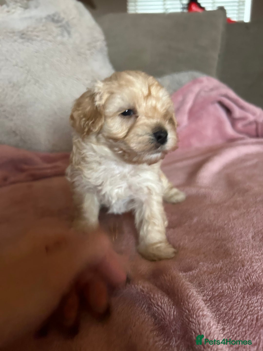 Maltipoo dogs for sale: Stunning maltipoos  - Advert 10