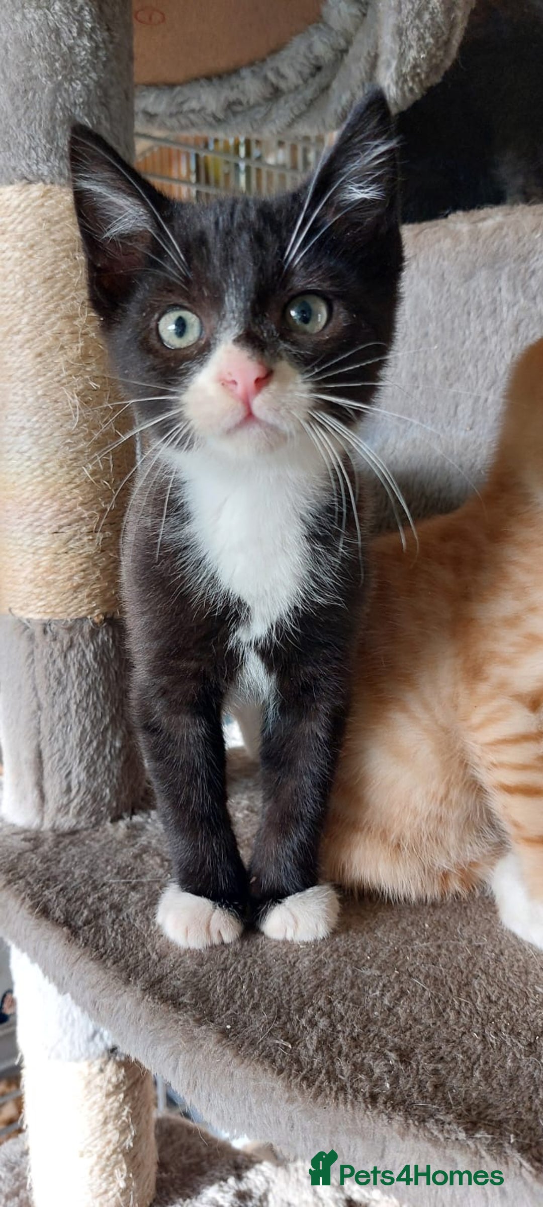 Mixed Breed cats for sale: Beautiful, lively, loving kittens  - Advert 5