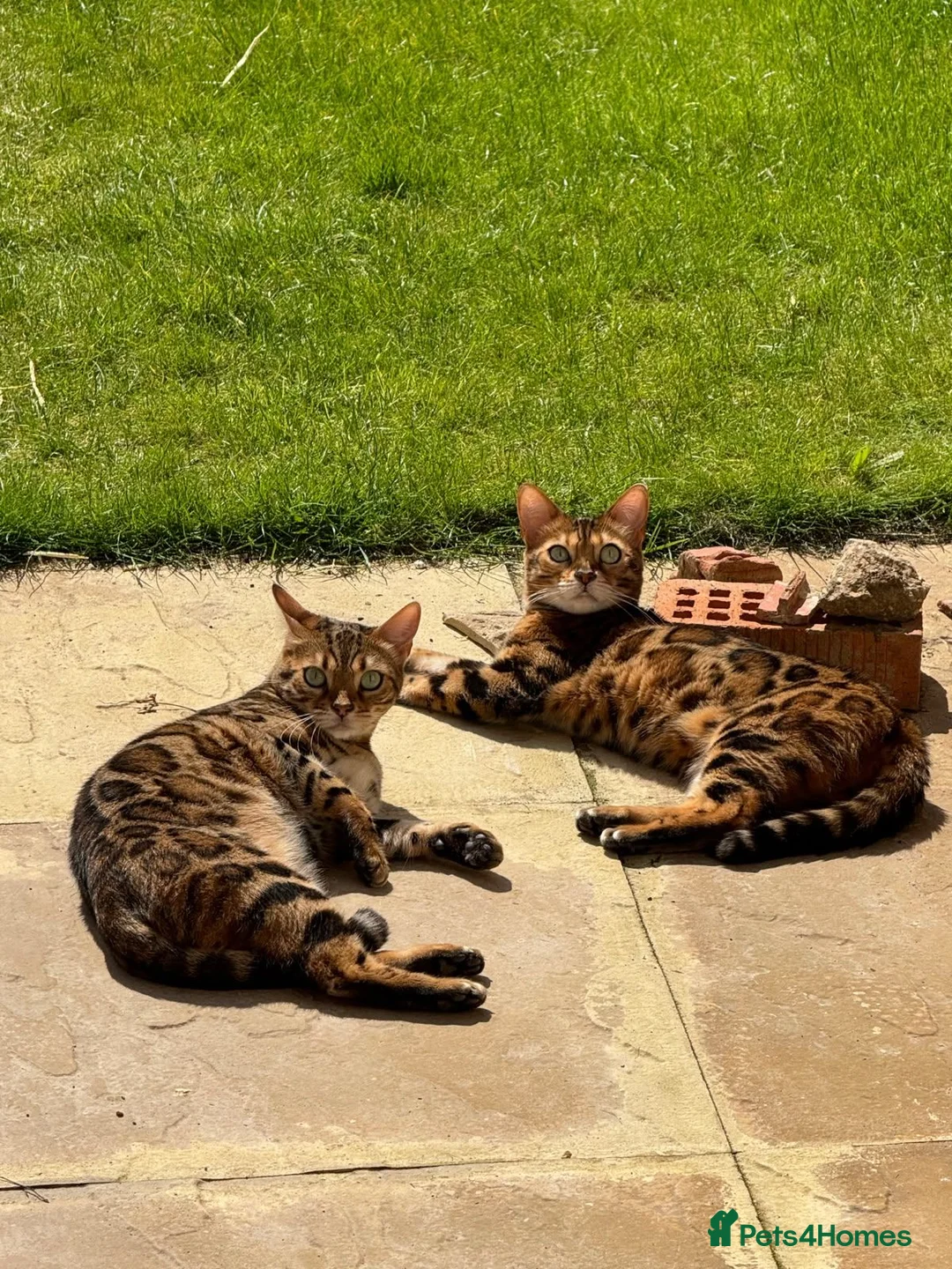 Bengal cats for sale: 2 Bengal Cats *stunning colours* - Advert 10