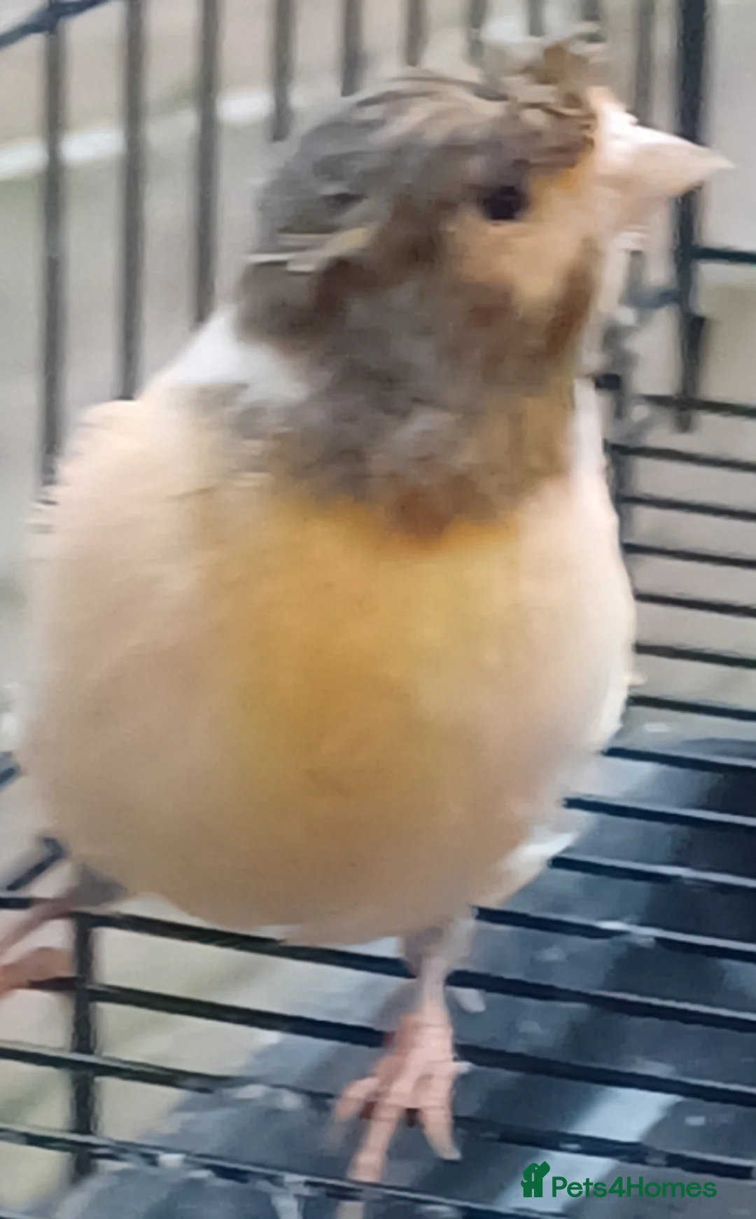 Canaries birds for sale: HARLEQUIN RED FACTOR PORTUGUESE CREASTED  - Advert 24