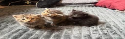 Maine Coon cats for sale: beautiful maine coon x tabby long haired kittens in Scunthorpe - Advert 2