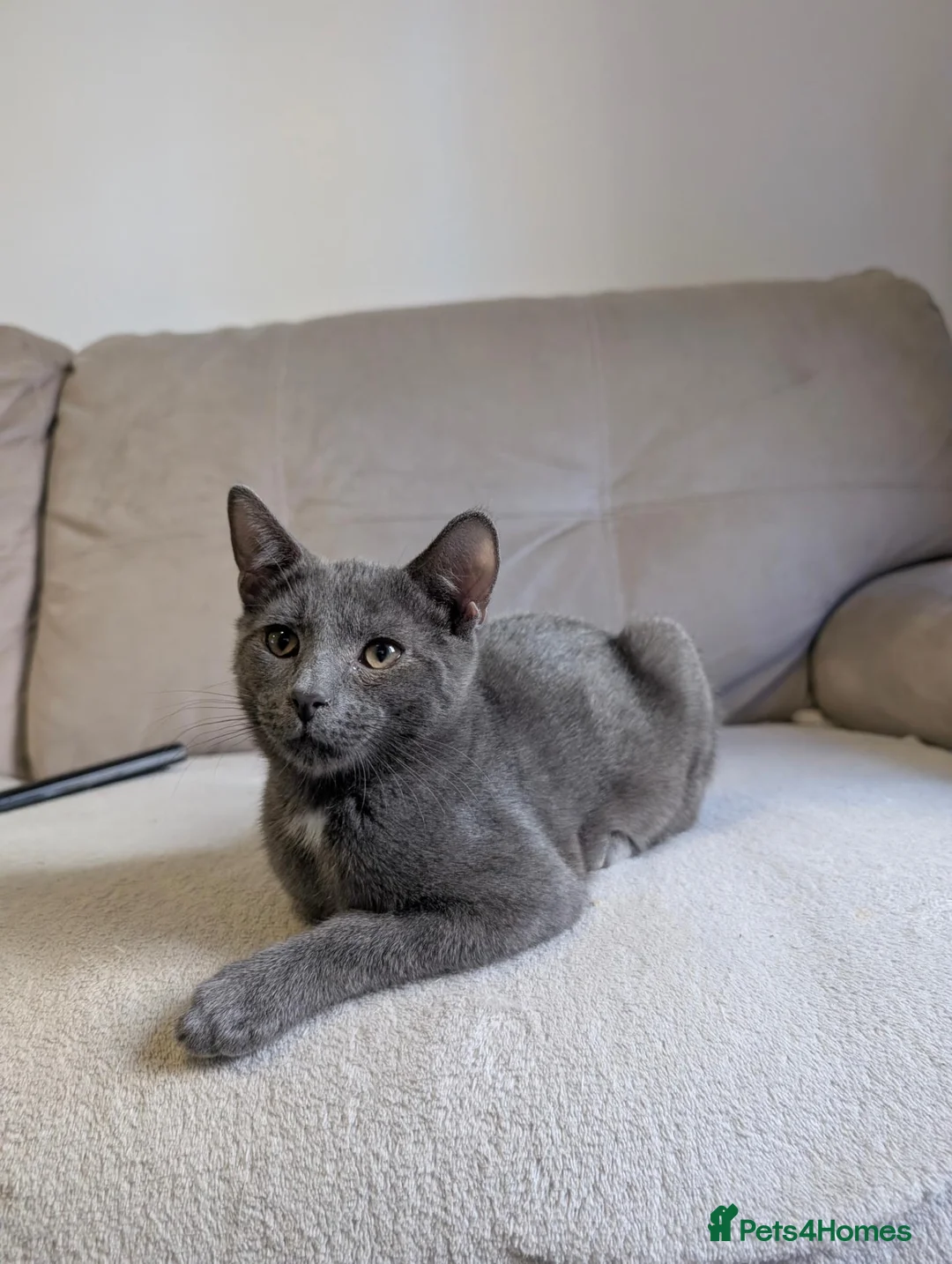 Mixed Breed cats for sale: Beautiful Grey Kitten - Advert 1