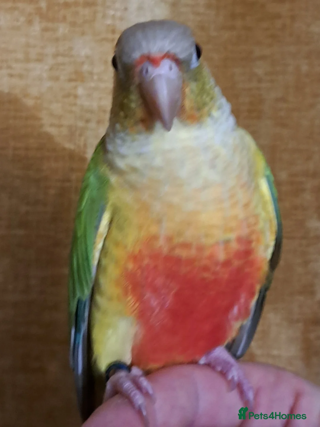 Conures birds for sale: Pineapple Conure in Bonnybridge - Advert 4